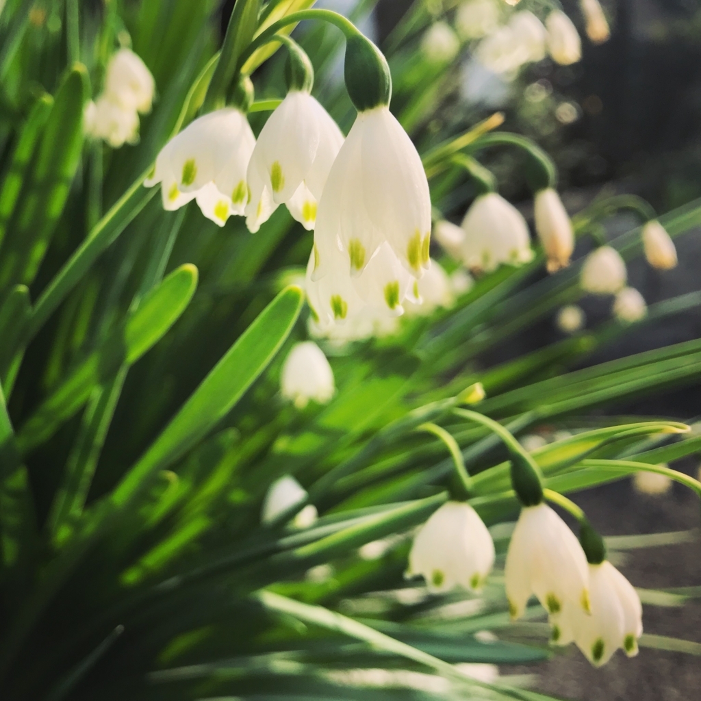 f:id:mangokyoto:20180402081237j:plain