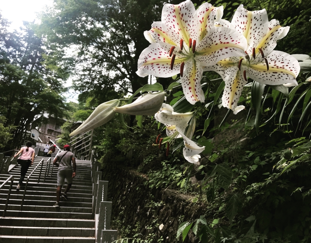 f:id:mangokyoto:20180721104125j:plain