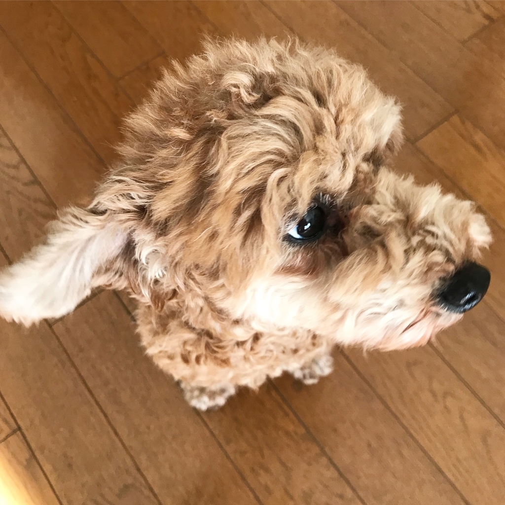 f:id:mangokyoto:20190101103056j:plain f:id:mangokyoto:20190101103056j:plain
