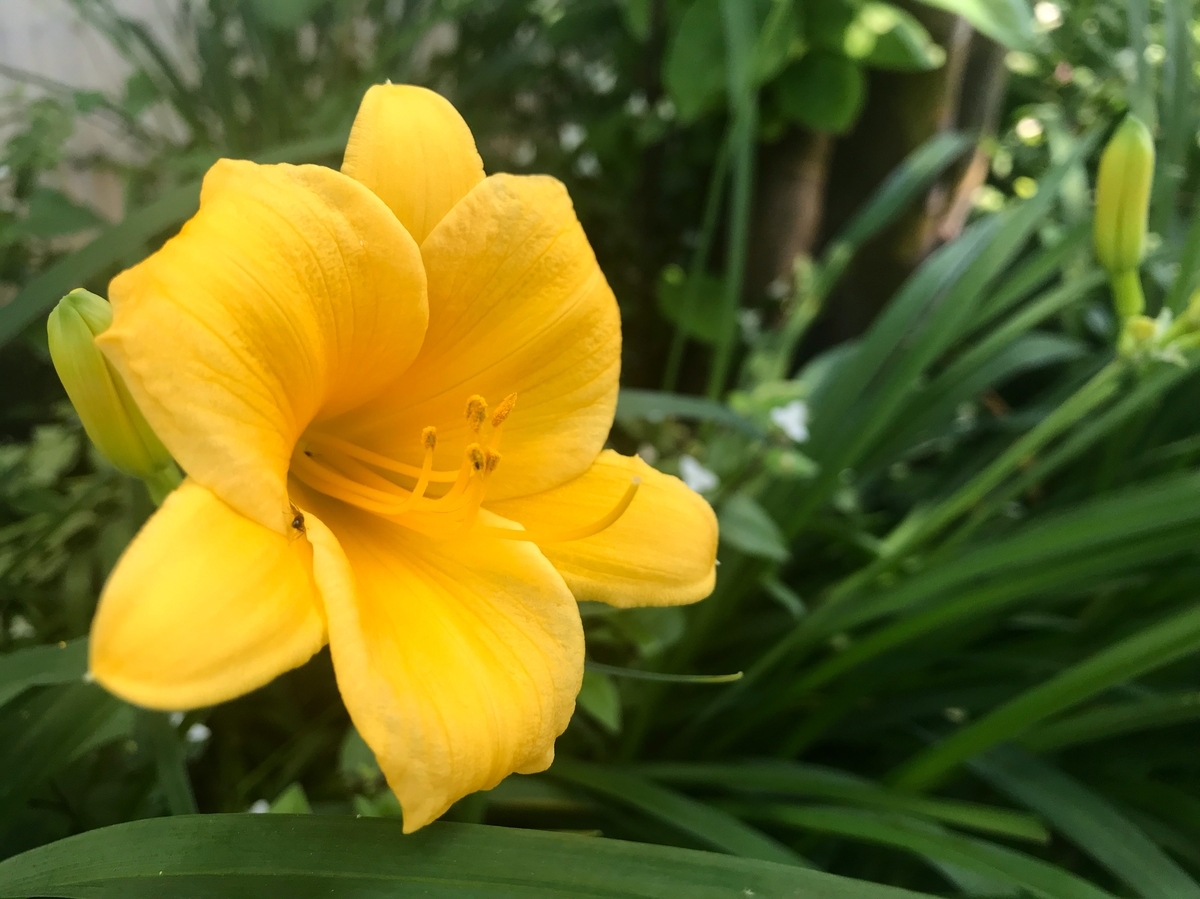 f:id:mangokyoto:20190525105403j:plain