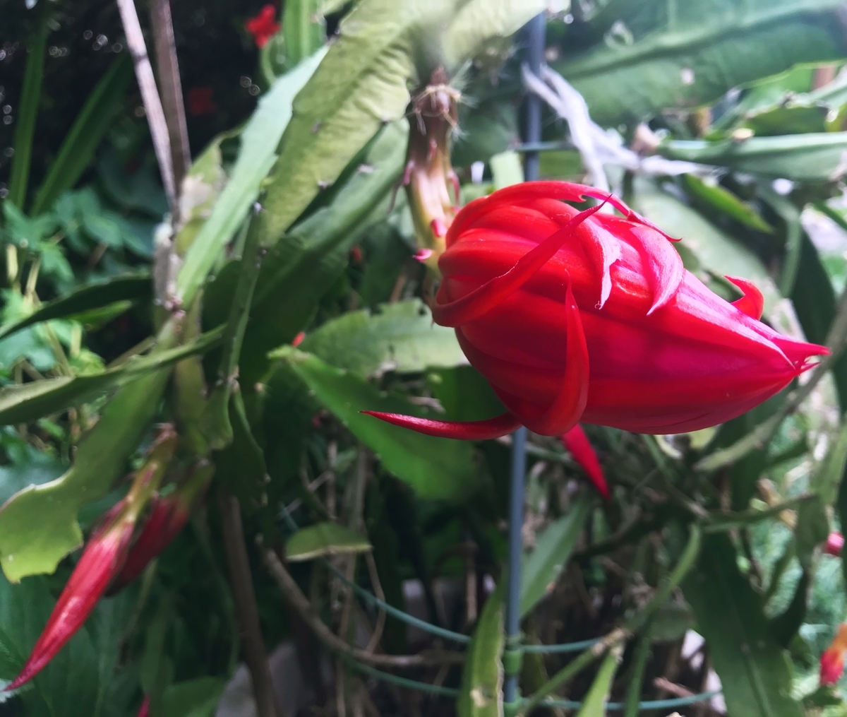 f:id:mangokyoto:20190601151106j:plain