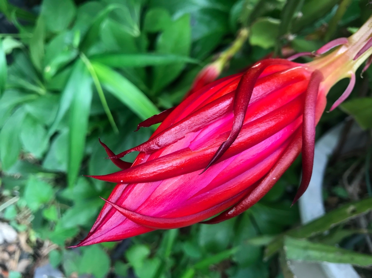 f:id:mangokyoto:20190601151112j:plain