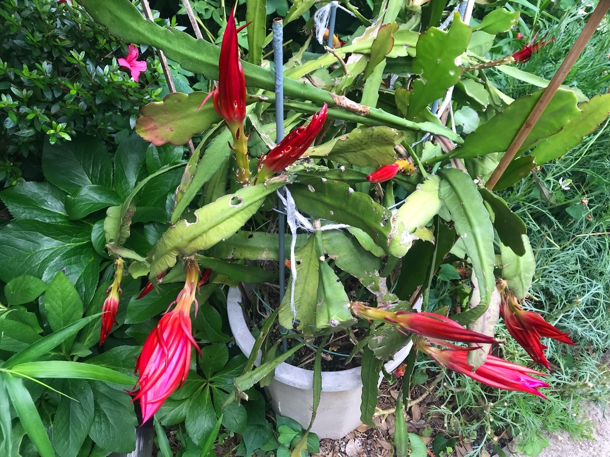 f:id:mangokyoto:20190601151131j:plain