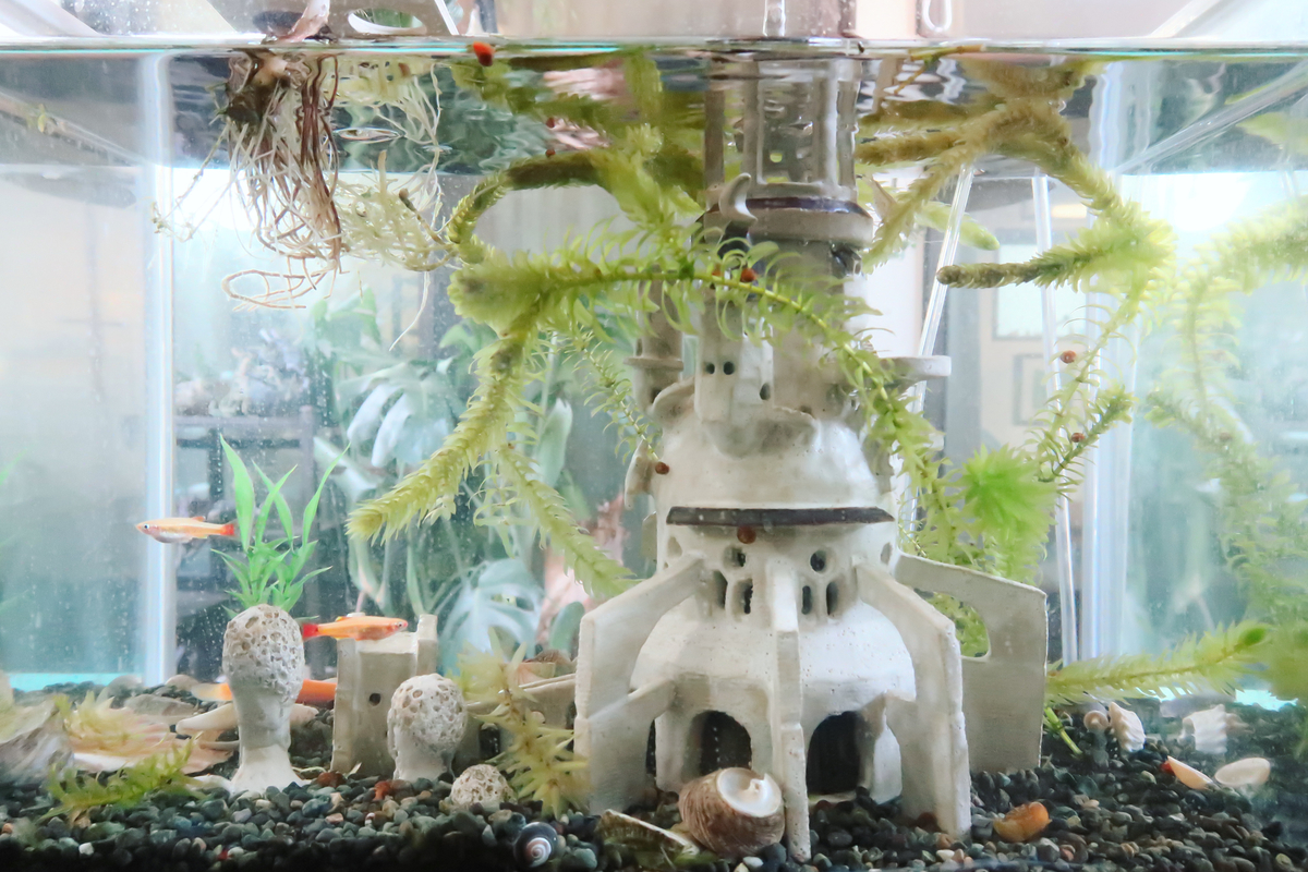 水槽陶芸の世界開拓。多肉植物水耕栽培と陶器と観賞魚水槽
