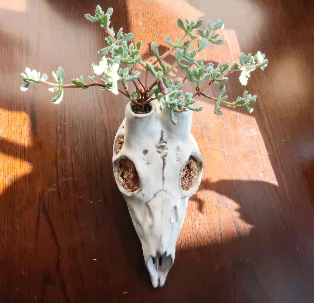 echidna 花瓶　頭蓋骨 今回初めて作った実寸くらいの骸骨のフラワーベース 中にお水を入れて