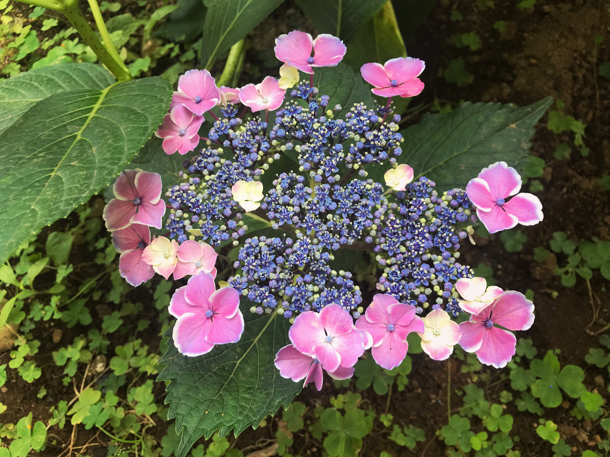 f:id:mangokyoto:20200607101502j:plain f:id:mangokyoto:20200607101502j:plain