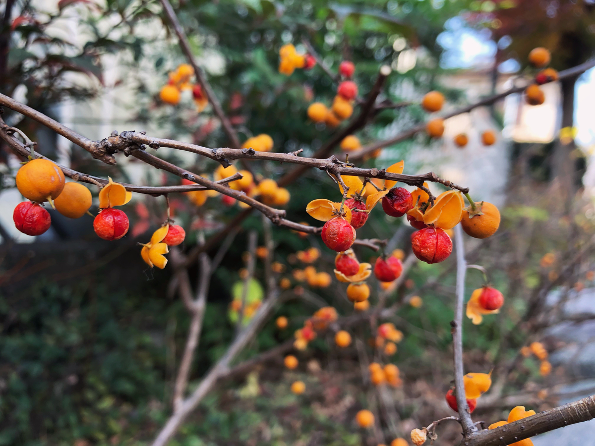 f:id:mangokyoto:20201212105419j:plain