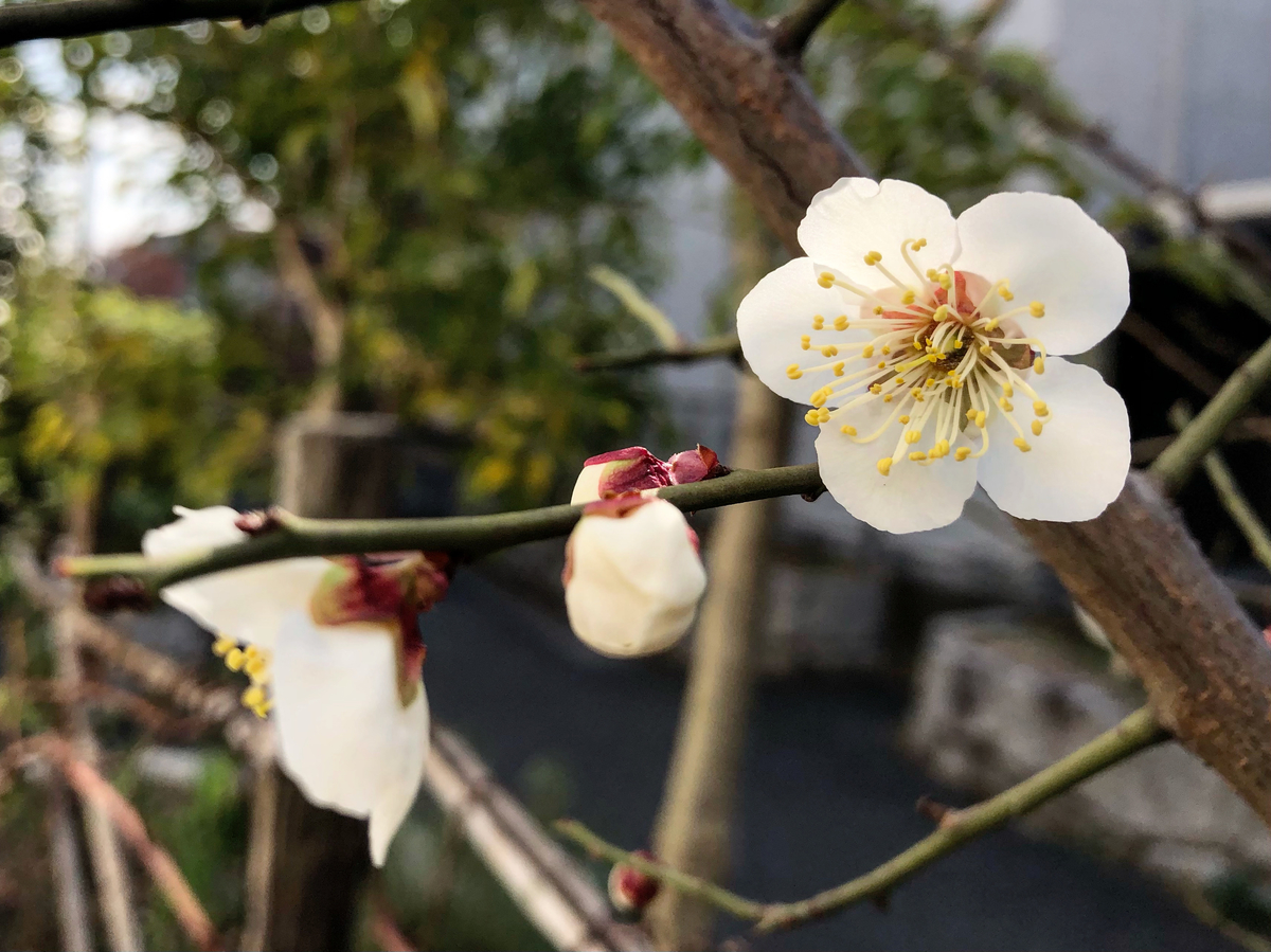 f:id:mangokyoto:20210214101511j:plain