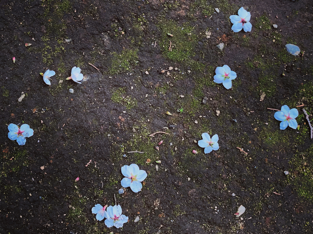 f:id:mangokyoto:20210320141514j:plain