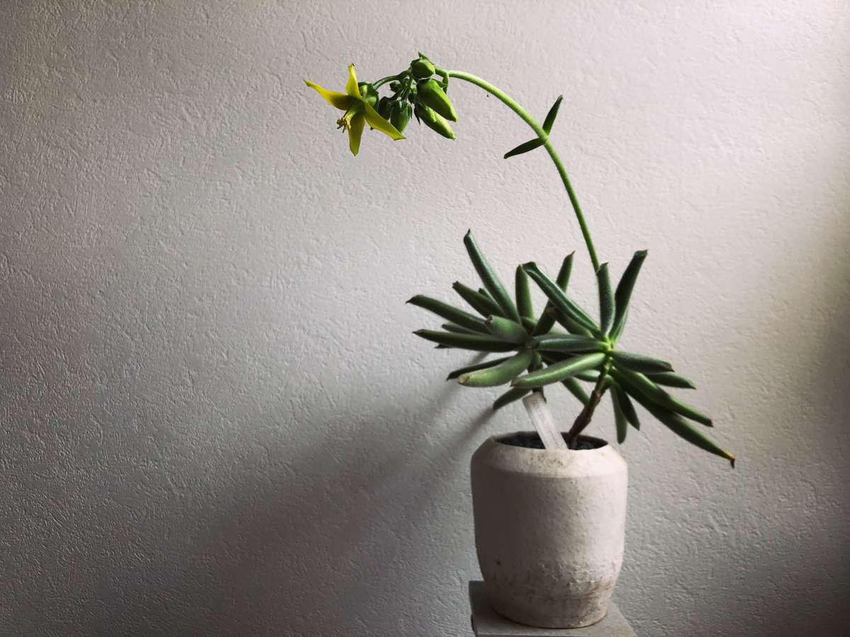 f:id:mangokyoto:20210531093727j:plain