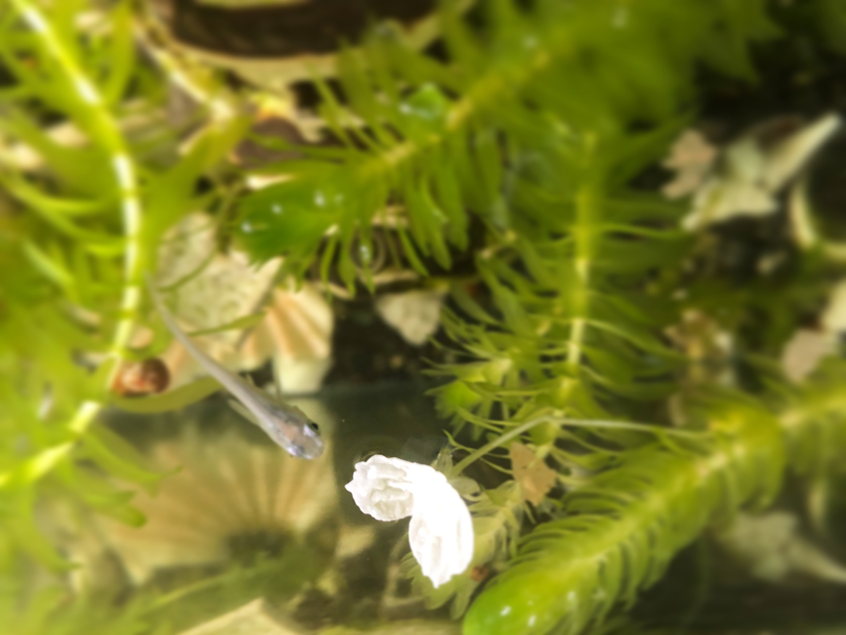 f:id:mangokyoto:20210619081226j:plain