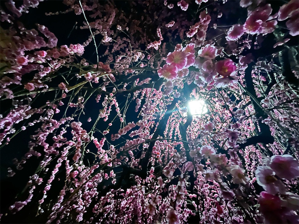 f:id:mangokyoto:20220310220224j:image