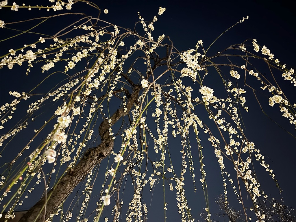 f:id:mangokyoto:20220310220231j:image