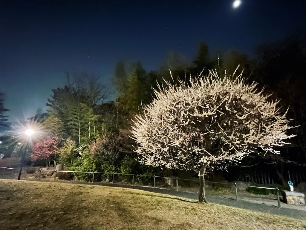 f:id:mangokyoto:20220310220234j:image