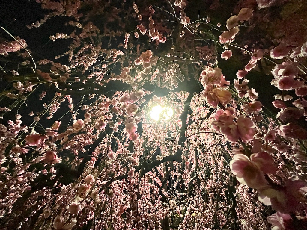 f:id:mangokyoto:20220310220240j:image