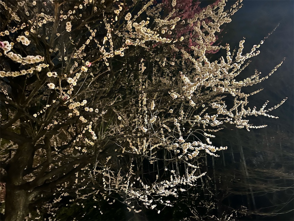 f:id:mangokyoto:20220310220242j:image