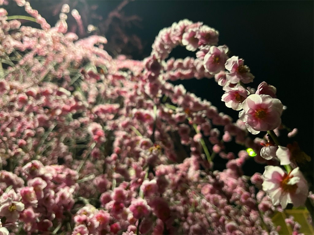 f:id:mangokyoto:20220310220245j:image