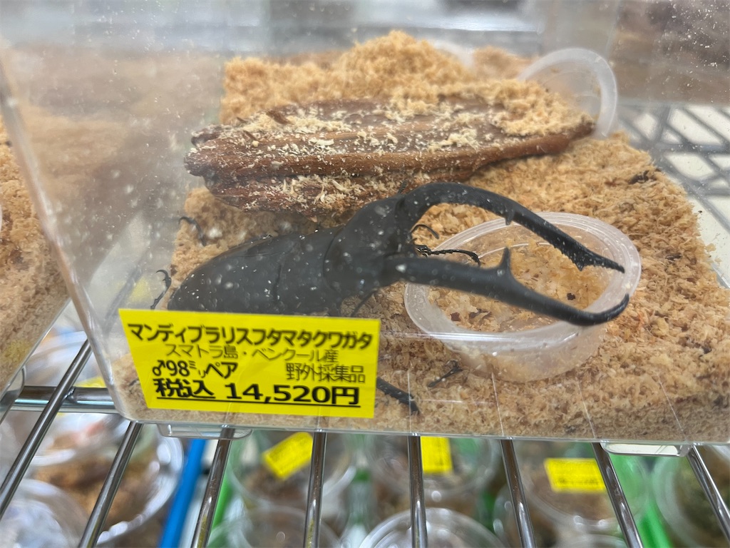 f:id:mangokyoto:20220502100214j:image f:id:mangokyoto:20220502100214j:image