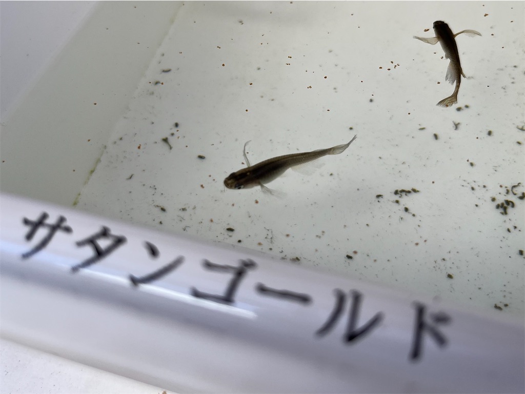f:id:mangokyoto:20220502102002j:image f:id:mangokyoto:20220502102002j:image