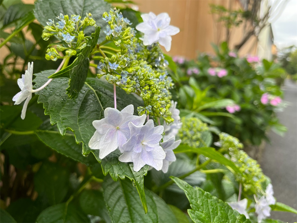 f:id:mangokyoto:20230604224552j:image