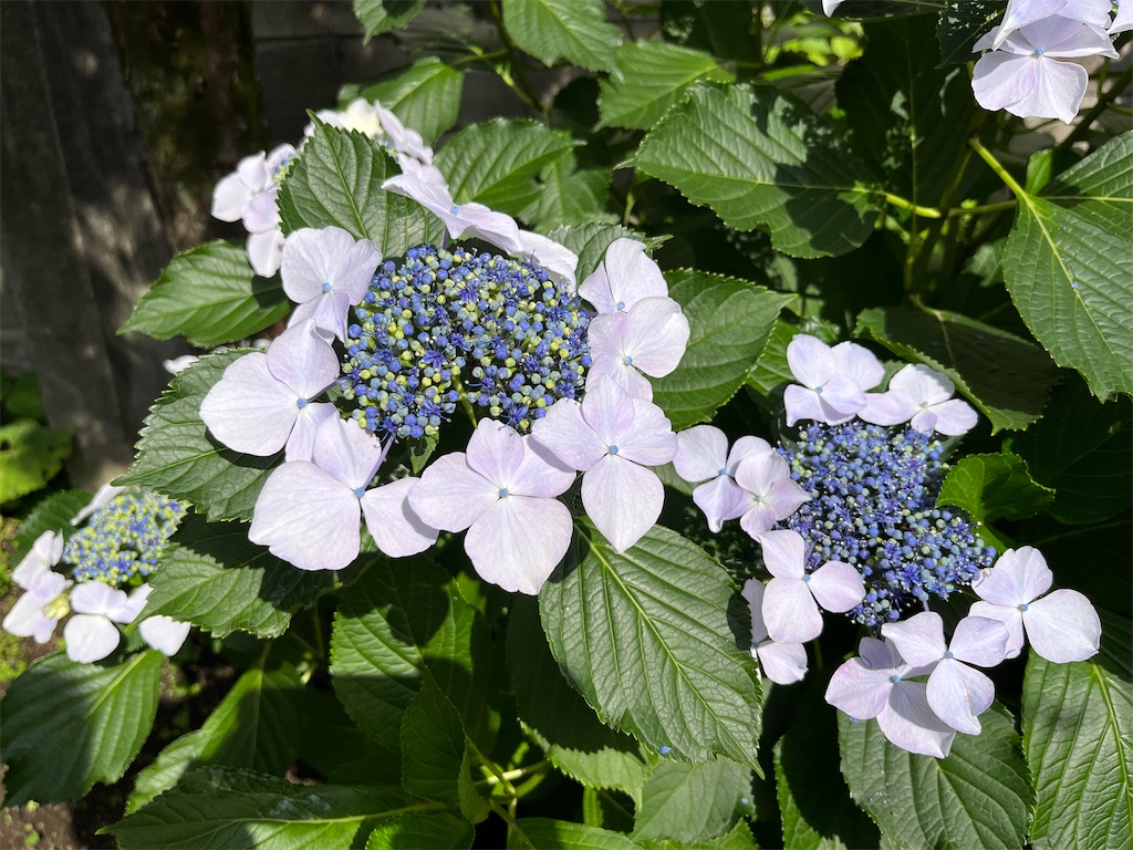 f:id:mangokyoto:20230604224601j:image