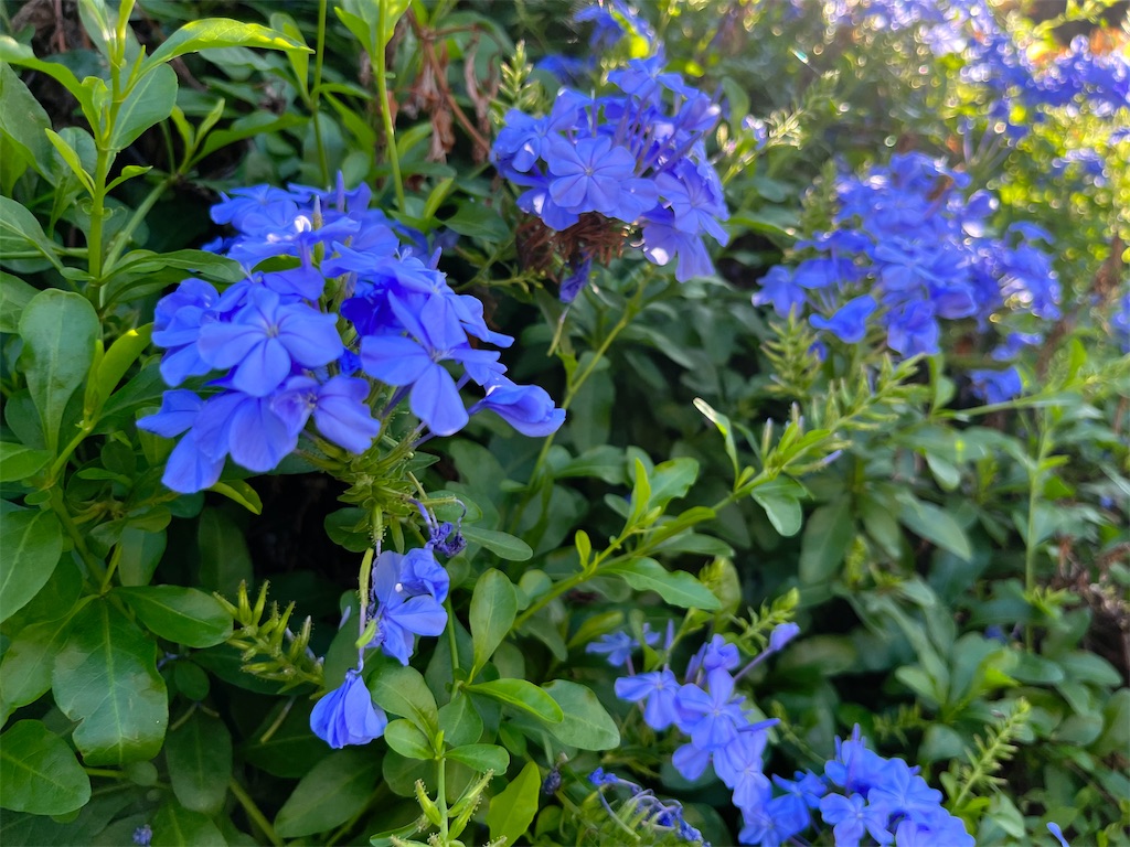 f:id:mangokyoto:20230710084937j:image f:id:mangokyoto:20230710084937j:image