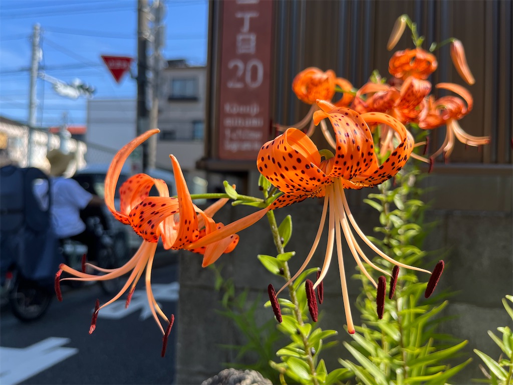 f:id:mangokyoto:20230710084941j:image f:id:mangokyoto:20230710084941j:image