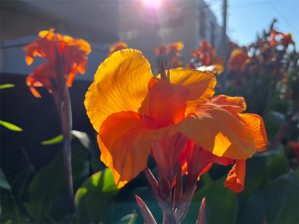 f:id:mangokyoto:20230710085012j:image f:id:mangokyoto:20230710085012j:image