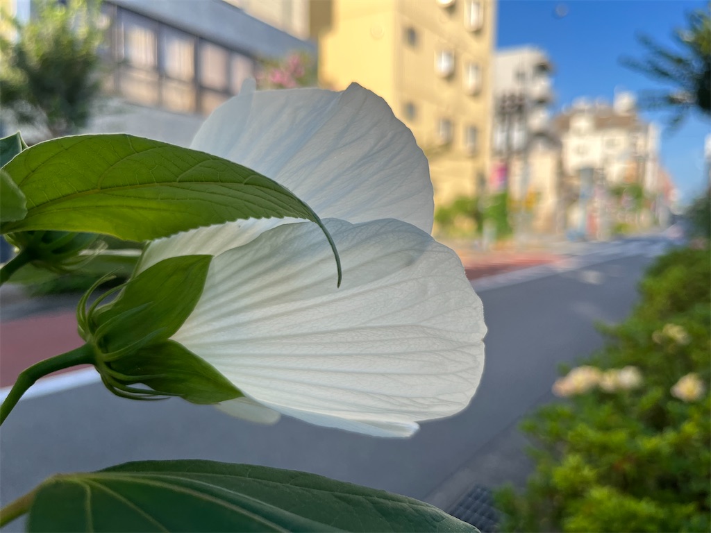 f:id:mangokyoto:20230710085015j:image f:id:mangokyoto:20230710085015j:image