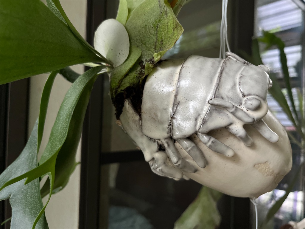 ビカクシダ ヒリー 3品種販売 | UNI-Plants ビカクシダ、ホヤ