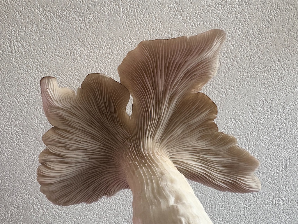 f:id:mangokyoto:20250310201531j:image