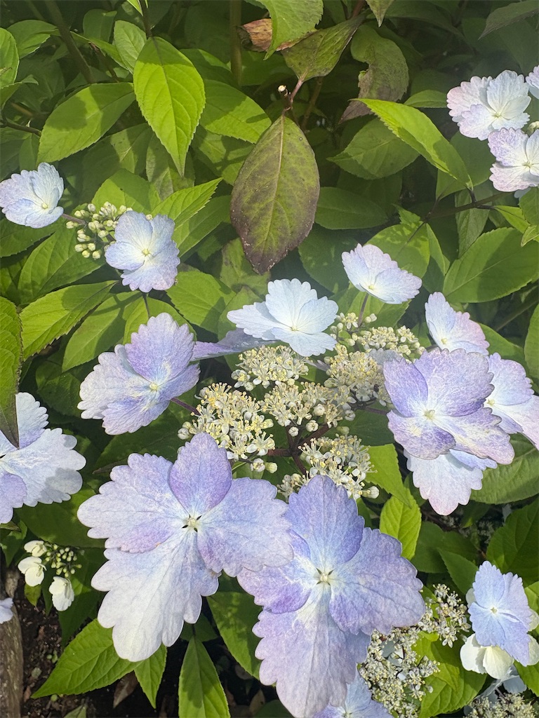 f:id:mangokyoto:20250511193610j:image