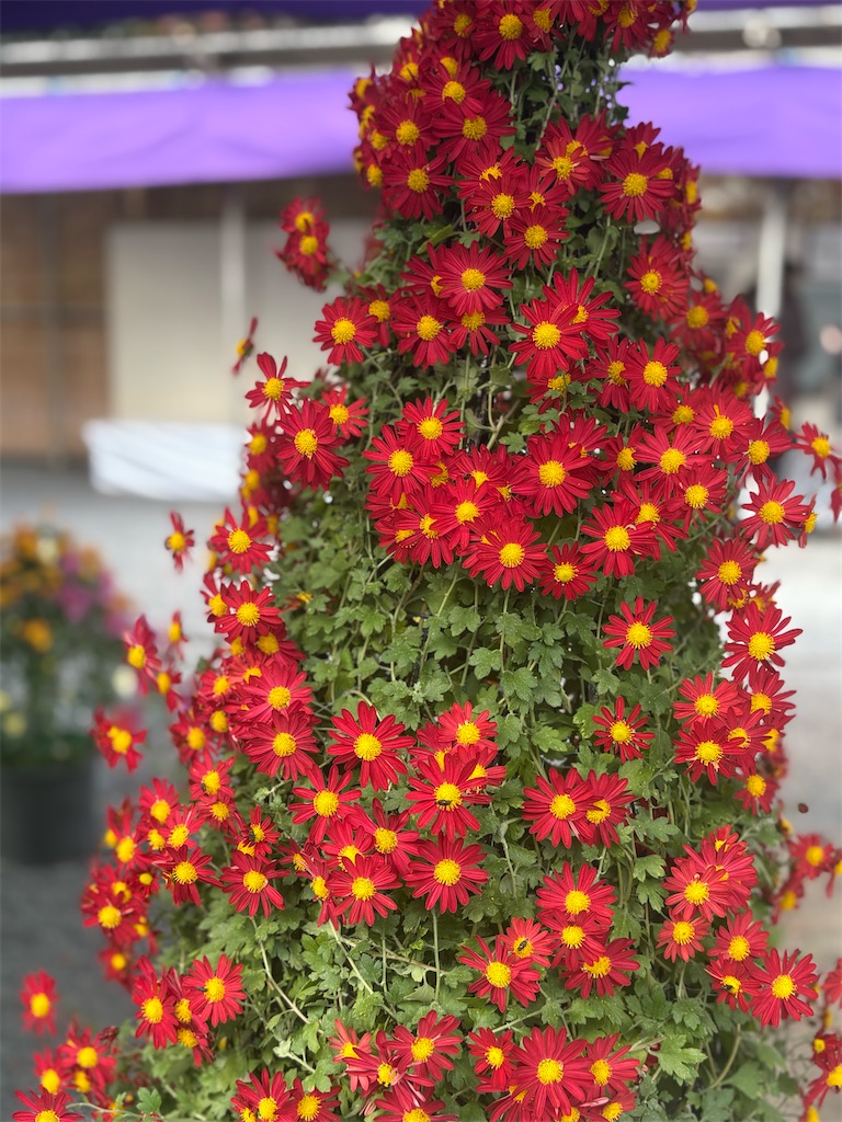 f:id:mangokyoto:20251123220755j:image