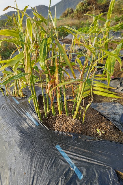 f:id:mania-lflf:20231030124919j:image