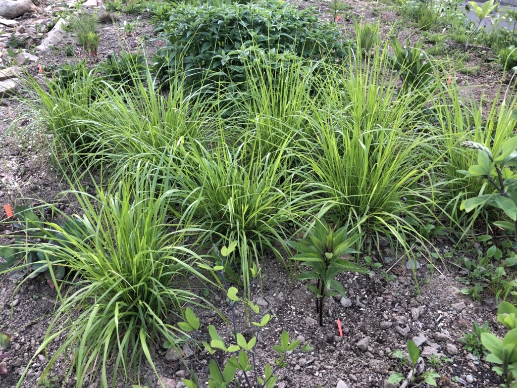 f:id:manicata:20180608203240j:plain f:id:manicata:20180608203240j:plain
