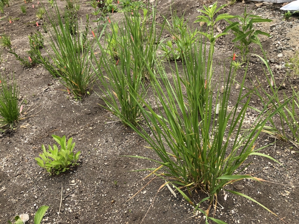 f:id:manicata:20180608203341j:plain f:id:manicata:20180608203341j:plain