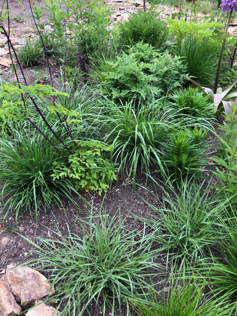 f:id:manicata:20180608203448j:plain f:id:manicata:20180608203448j:plain