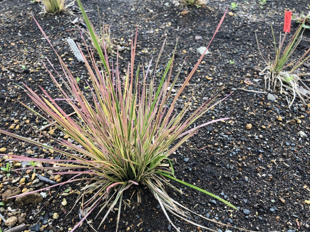 f:id:manicata:20180615172904j:plain f:id:manicata:20180615172904j:plain