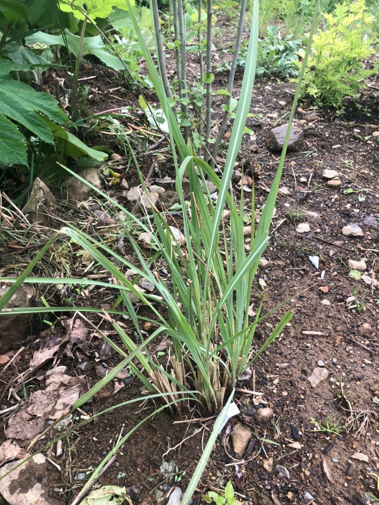 f:id:manicata:20180615173332j:plain f:id:manicata:20180615173332j:plain
