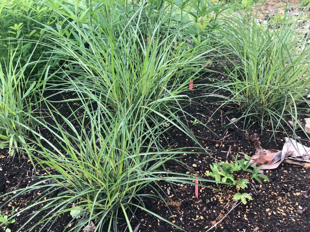 f:id:manicata:20180615173459j:plain f:id:manicata:20180615173459j:plain