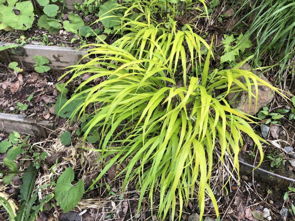 f:id:manicata:20180615173538j:plain f:id:manicata:20180615173538j:plain