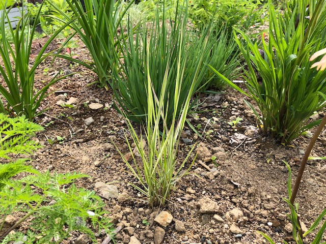 f:id:manicata:20180617101154j:plain f:id:manicata:20180617101154j:plain