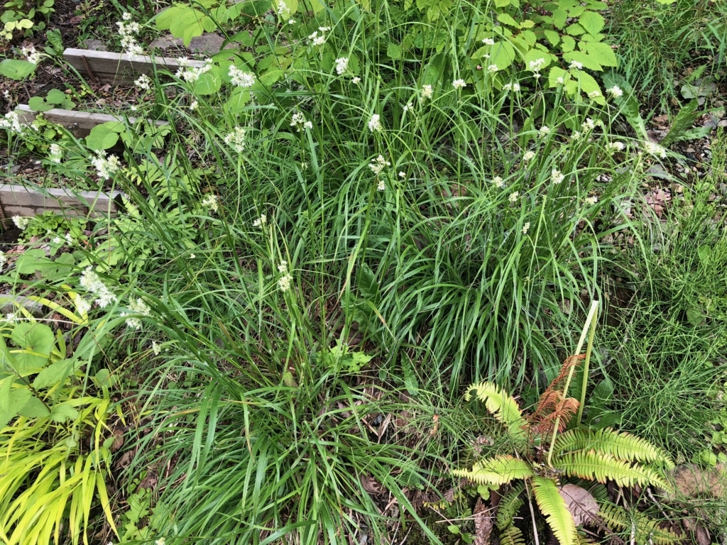 f:id:manicata:20180617230348j:plain f:id:manicata:20180617230348j:plain
