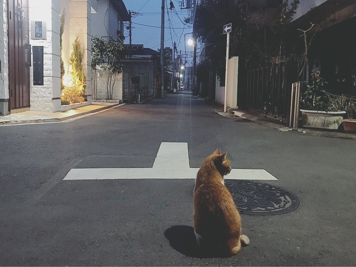 【ねこ好き必見】最高に癒される！ 「ねこ」の写真をピックアップの画像