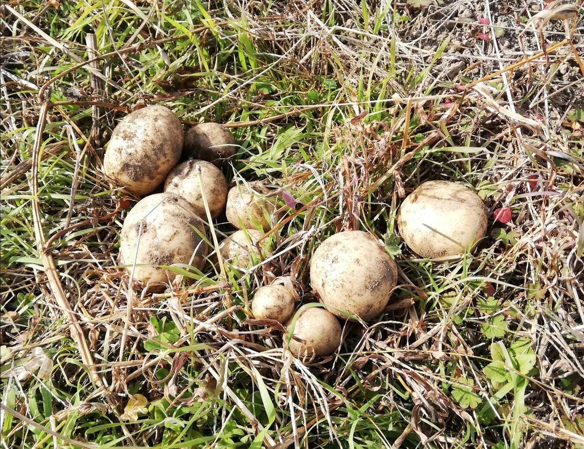 f:id:manimani-farm:20201119121743j:plain