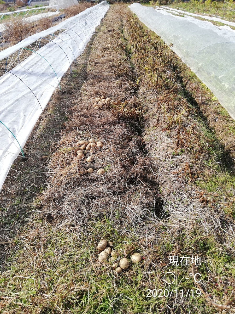 f:id:manimani-farm:20201119121804j:plain