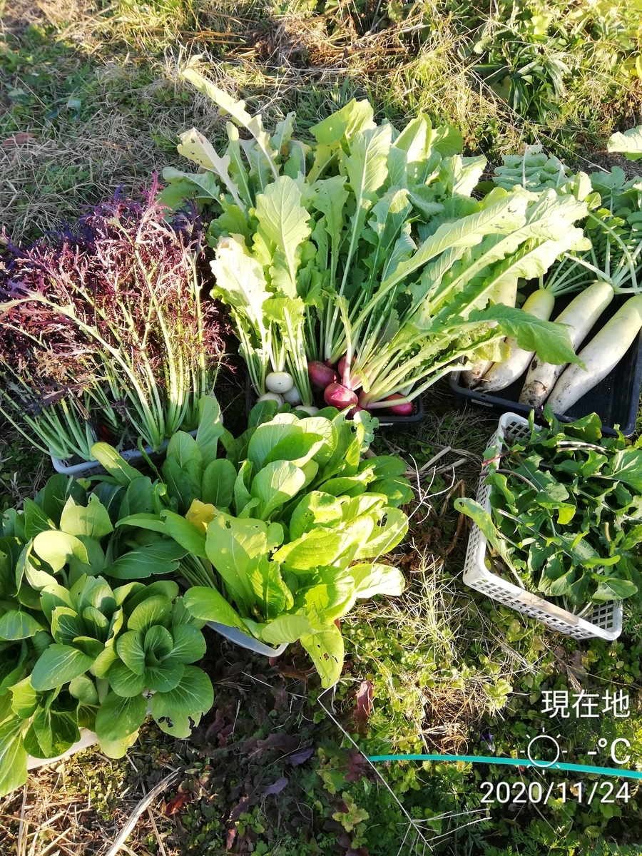 f:id:manimani-farm:20201124082131j:plain