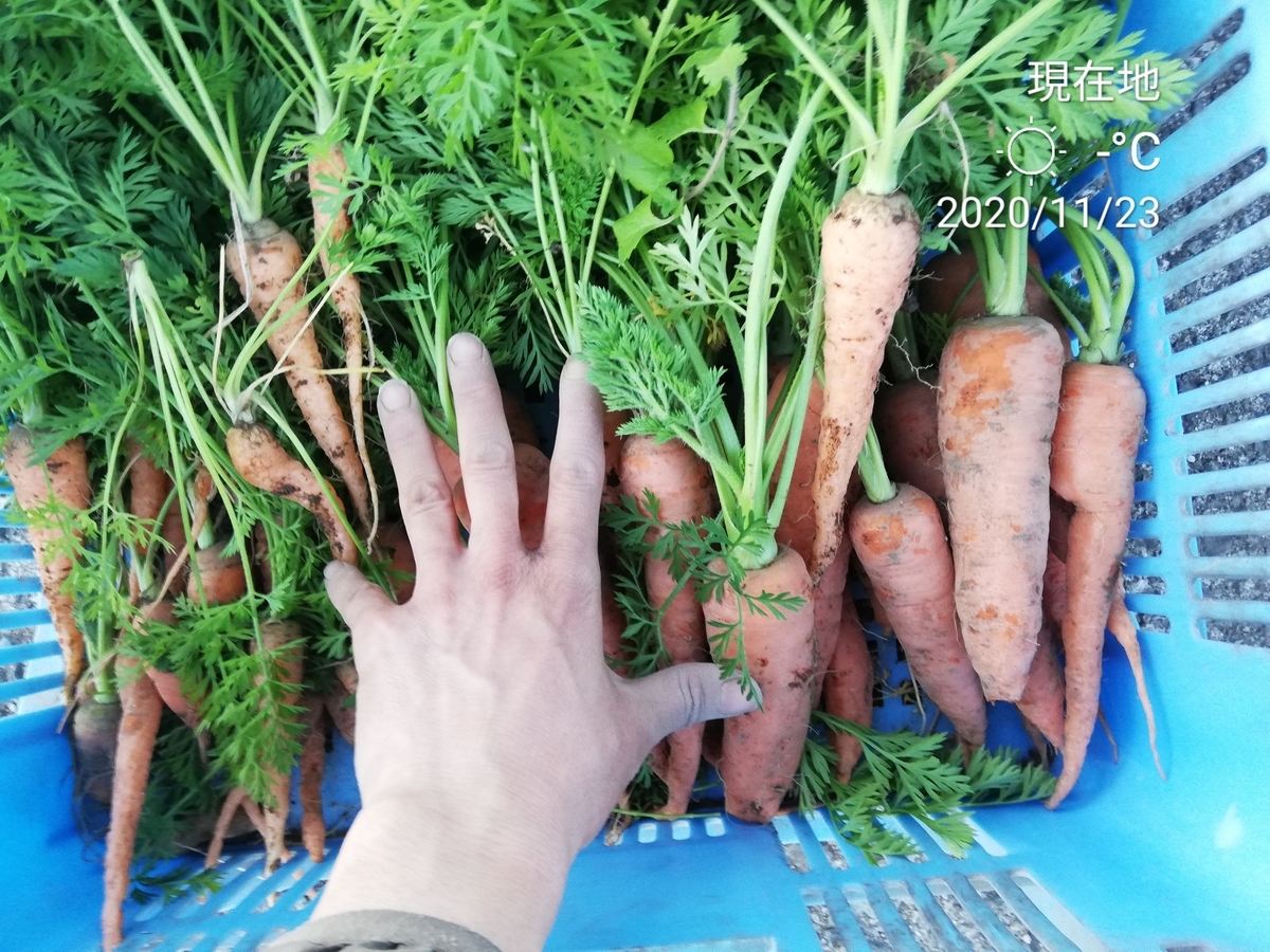 f:id:manimani-farm:20201124082228j:plain