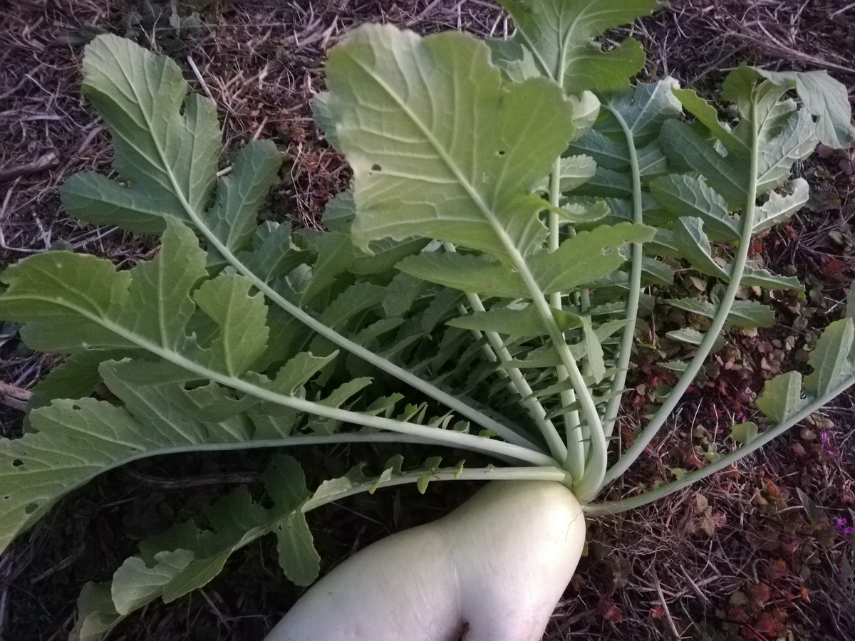 f:id:manimani-farm:20201207000928j:plain