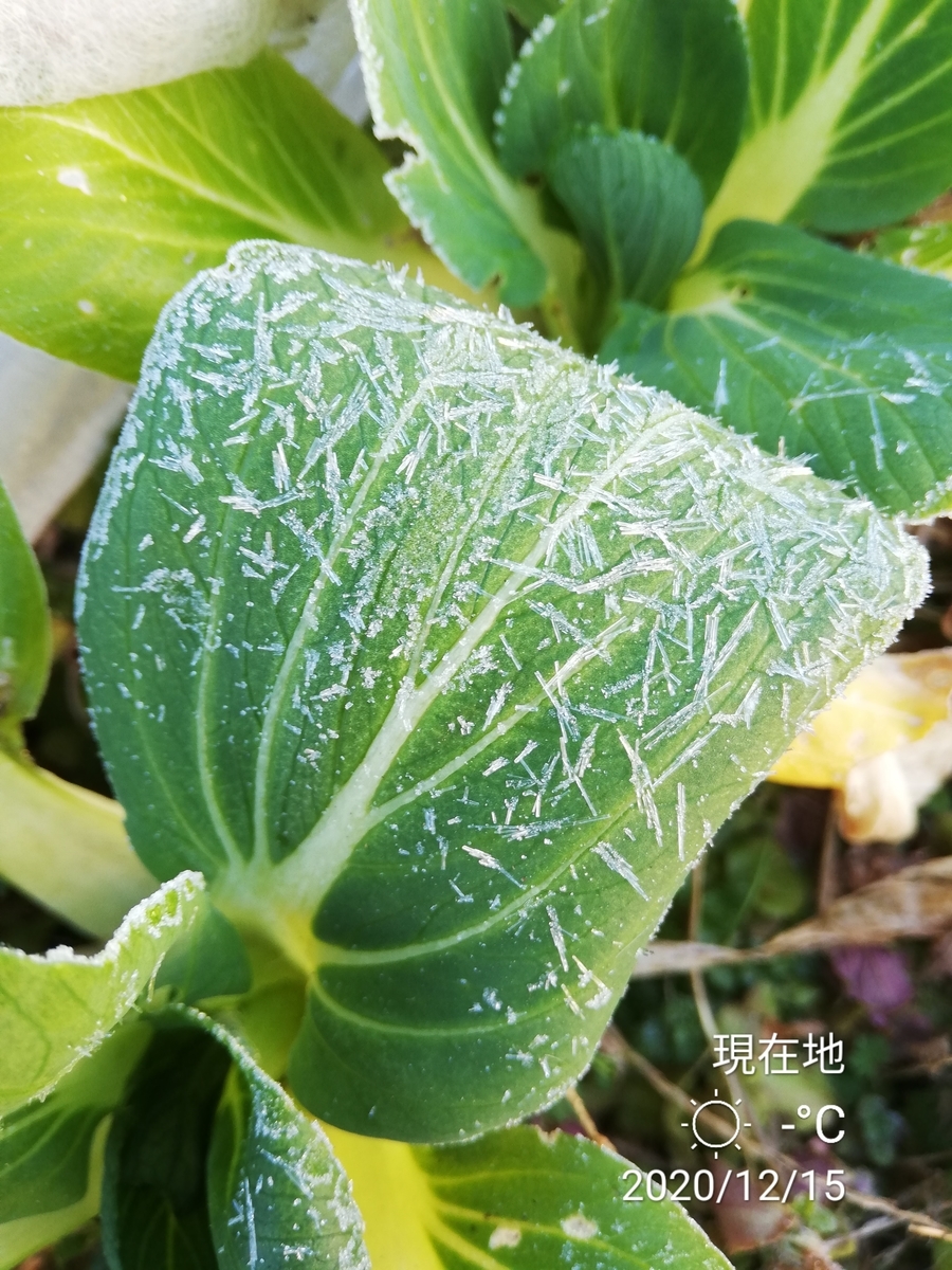 f:id:manimani-farm:20201218012317j:plain